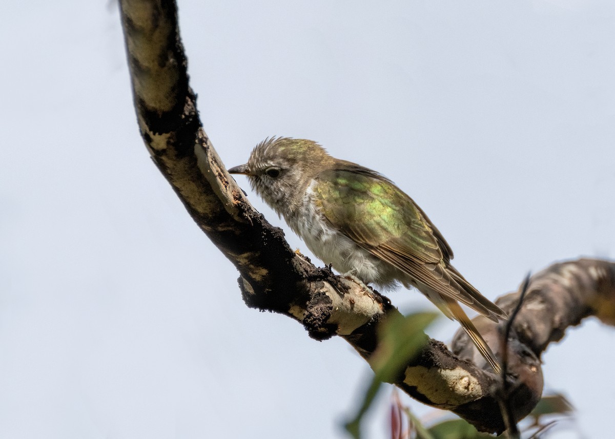 Shining Bronze-Cuckoo - ML612949286