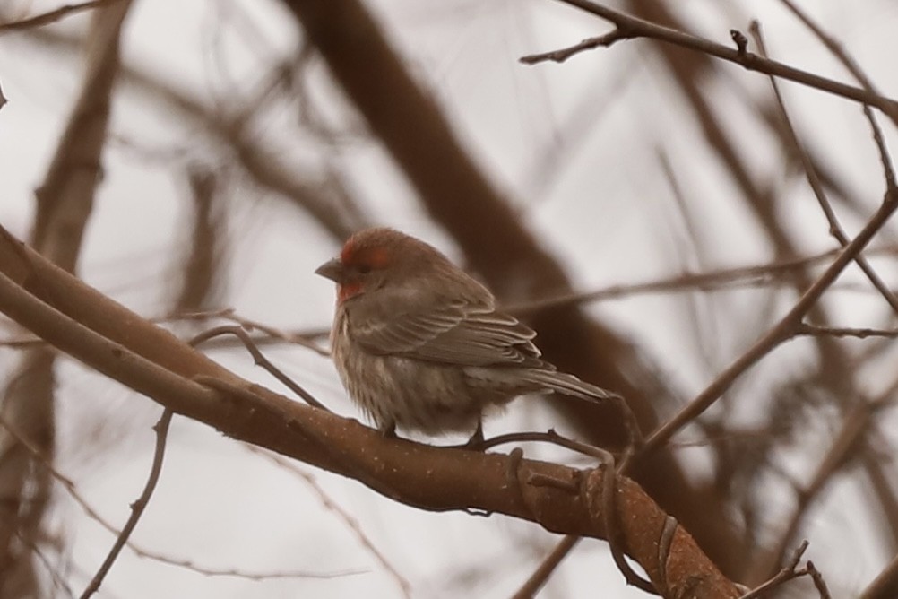 House Finch - ML612949304