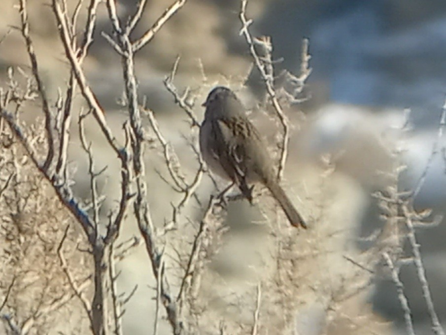 White-crowned Sparrow (Gambel's) - ML612949355