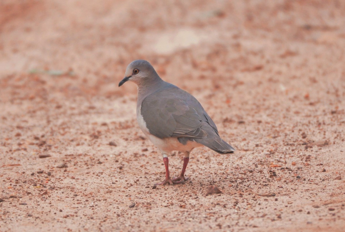 White-tipped Dove - Júlio César Machado