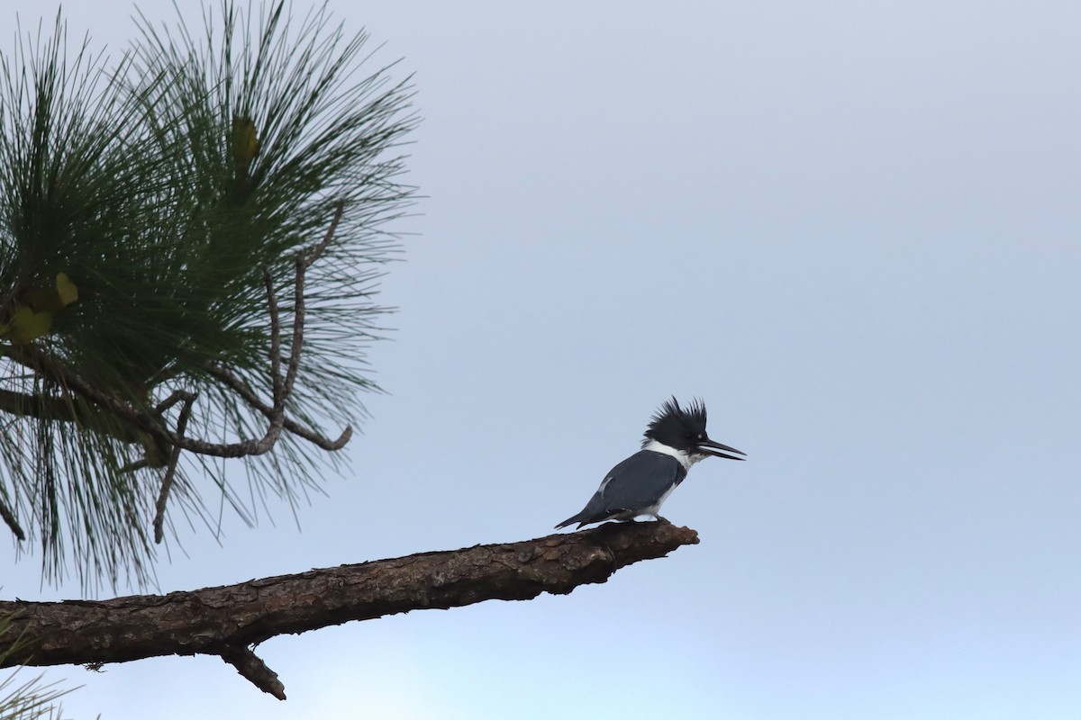 Belted Kingfisher - Margaret Viens