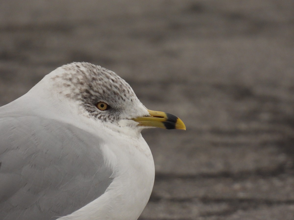 Ring-billed Gull - ML612949438