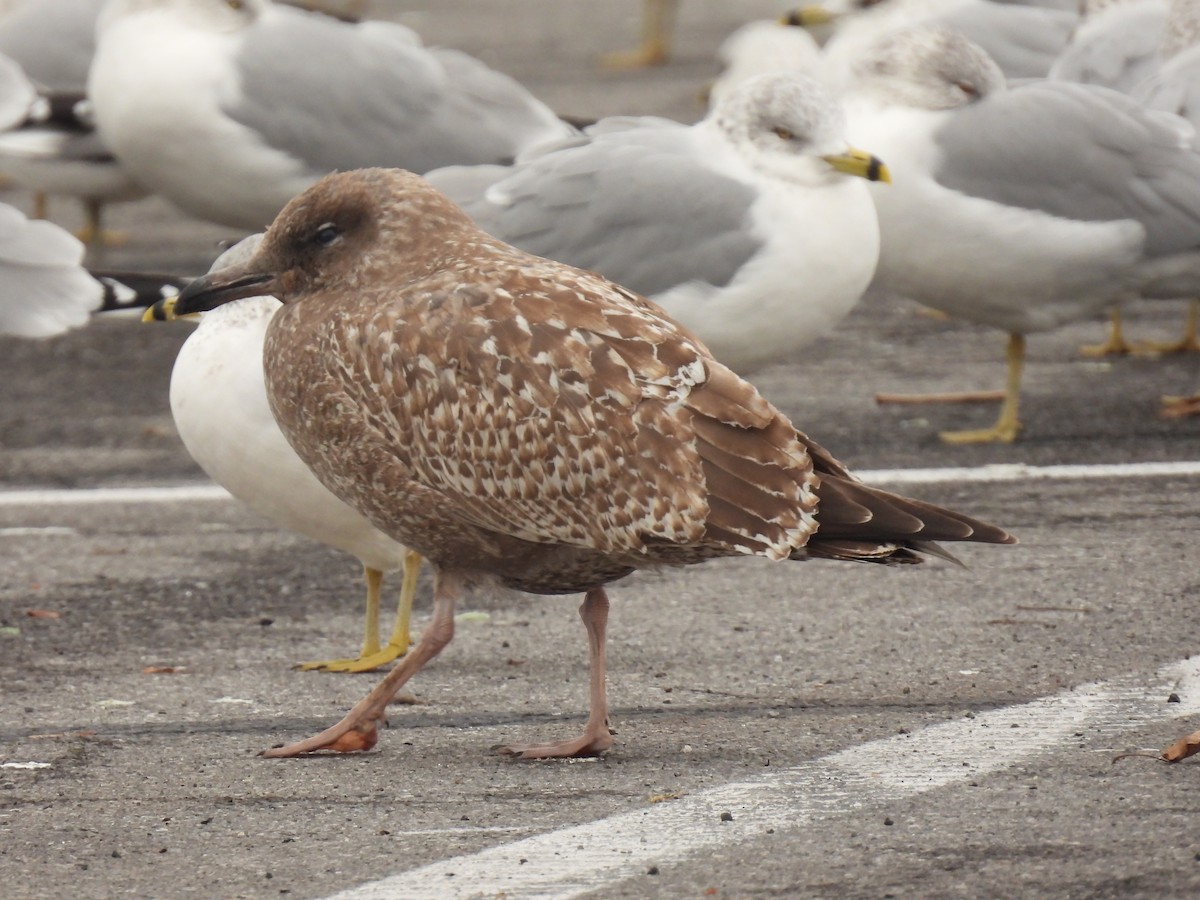 Gaviota Argéntea - ML612949443