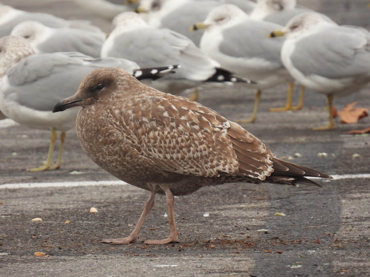 Gaviota Argéntea - ML612949449