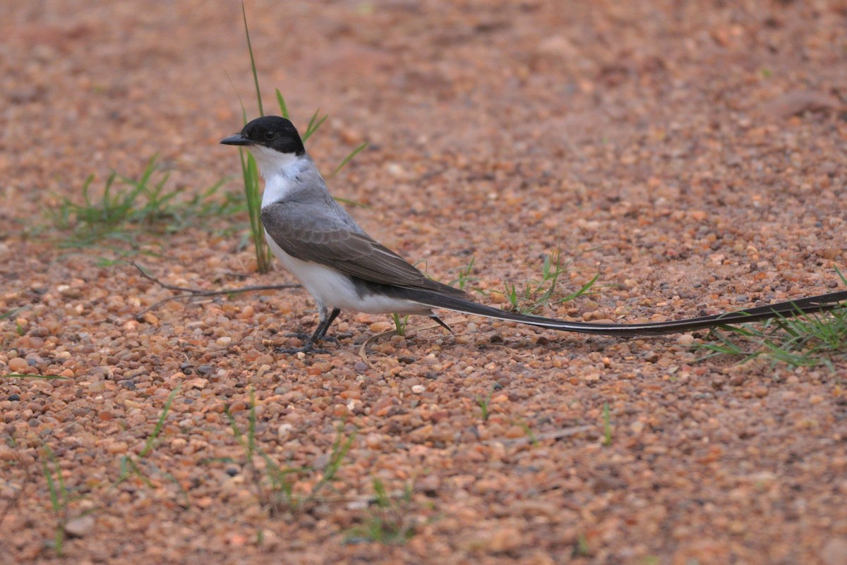 Fork-tailed Flycatcher - ML612949460