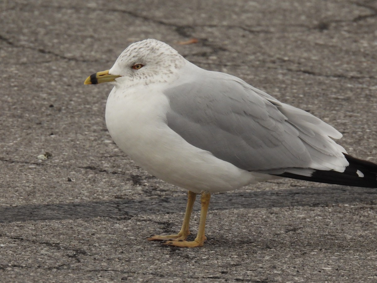 Ring-billed Gull - ML612949477