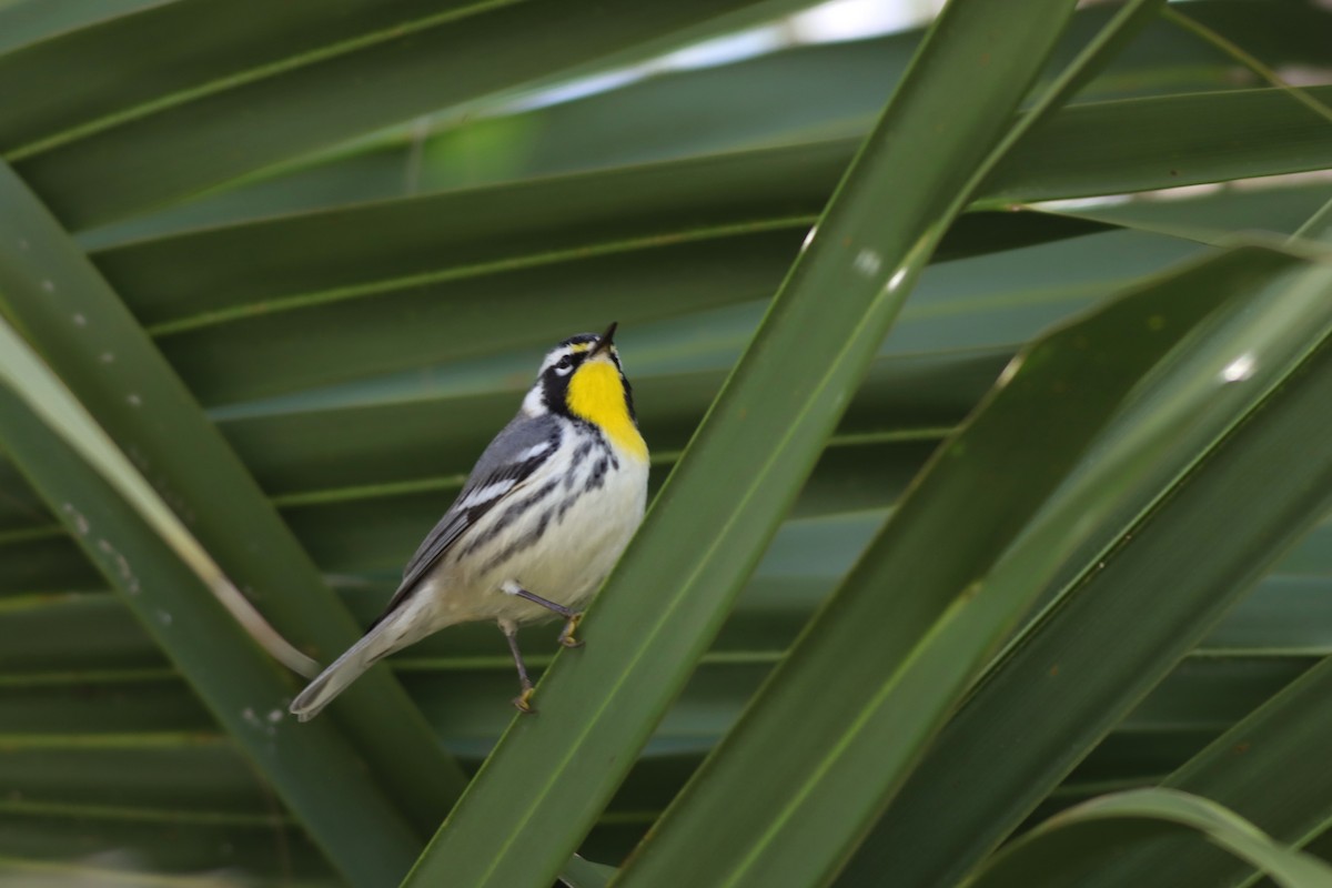 Yellow-throated Warbler - Margaret Viens