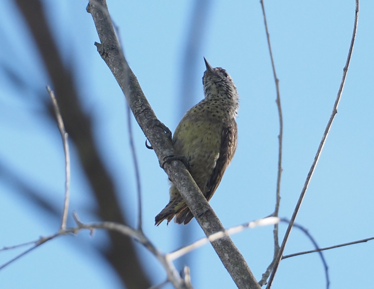 Speckle-breasted Woodpecker - Stephan Lorenz