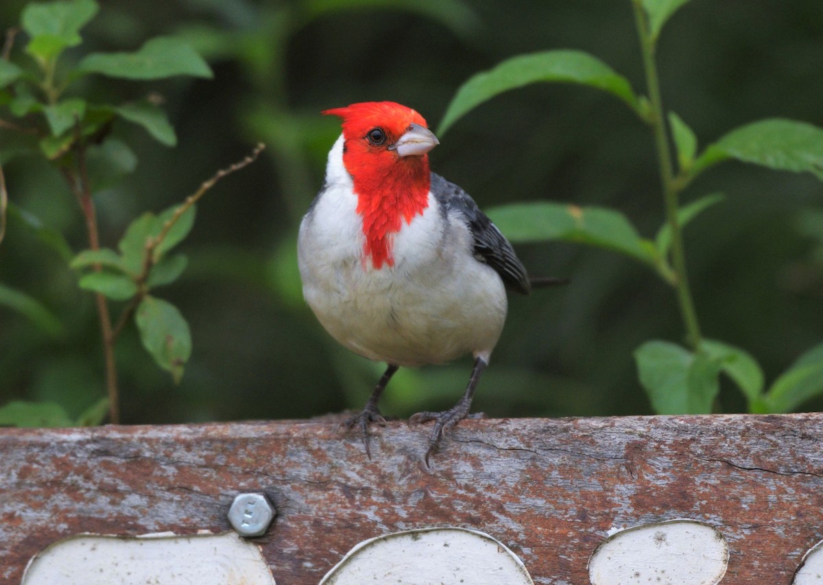 Red-crested Cardinal - Júlio César Machado