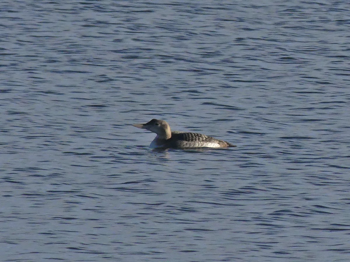 Plongeon à bec blanc - ML612949511