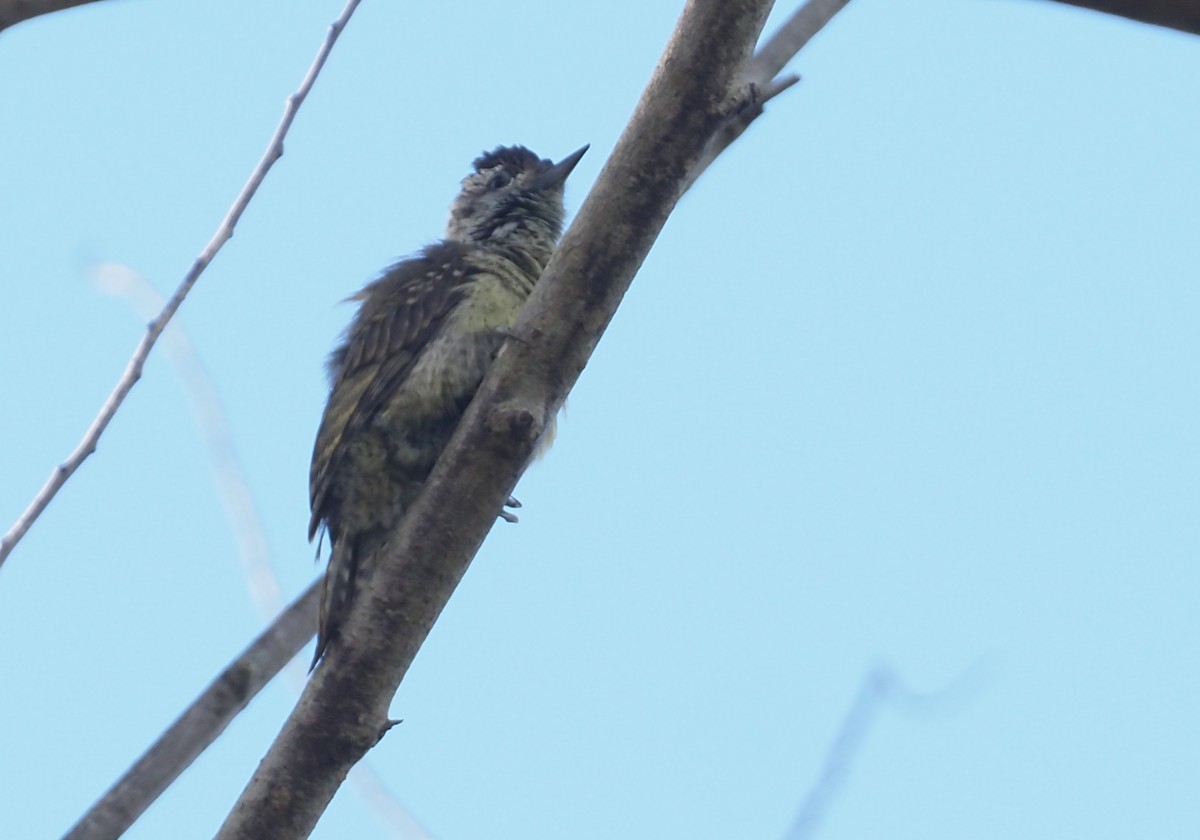 Speckle-breasted Woodpecker - Stephan Lorenz