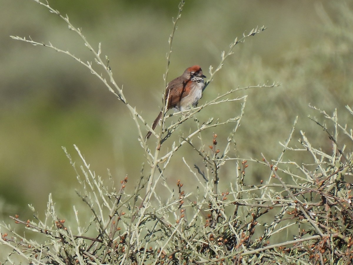 Pale-breasted Spinetail - Pablo Alejandro Pla