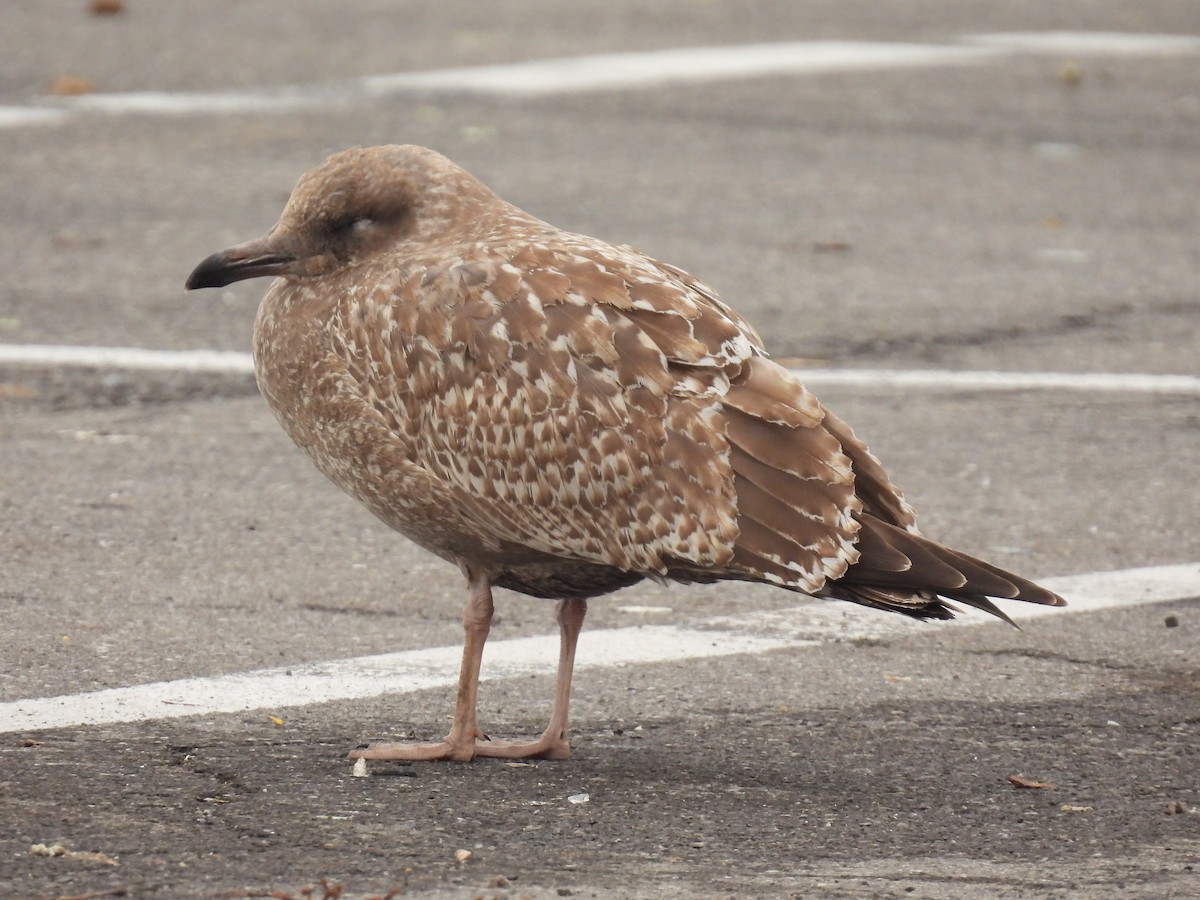 Gaviota Argéntea - ML612949534