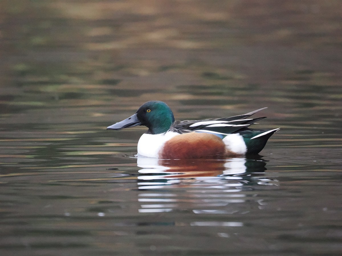 Northern Shoveler - ML612949550