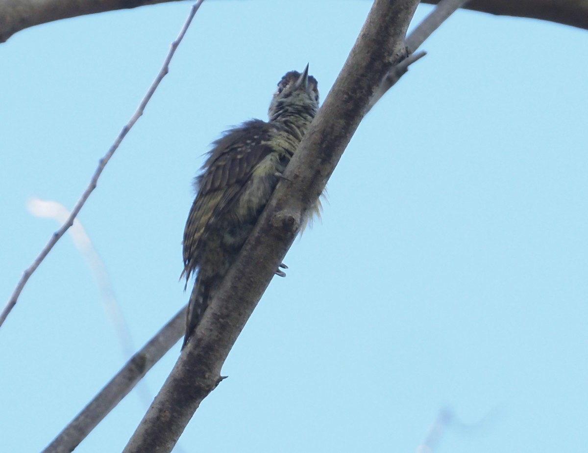 Speckle-breasted Woodpecker - ML612949553