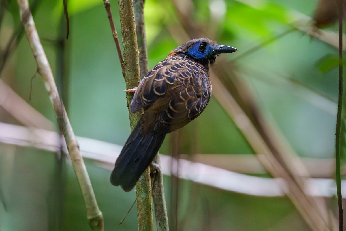 Ocellated Antbird - ML612949584