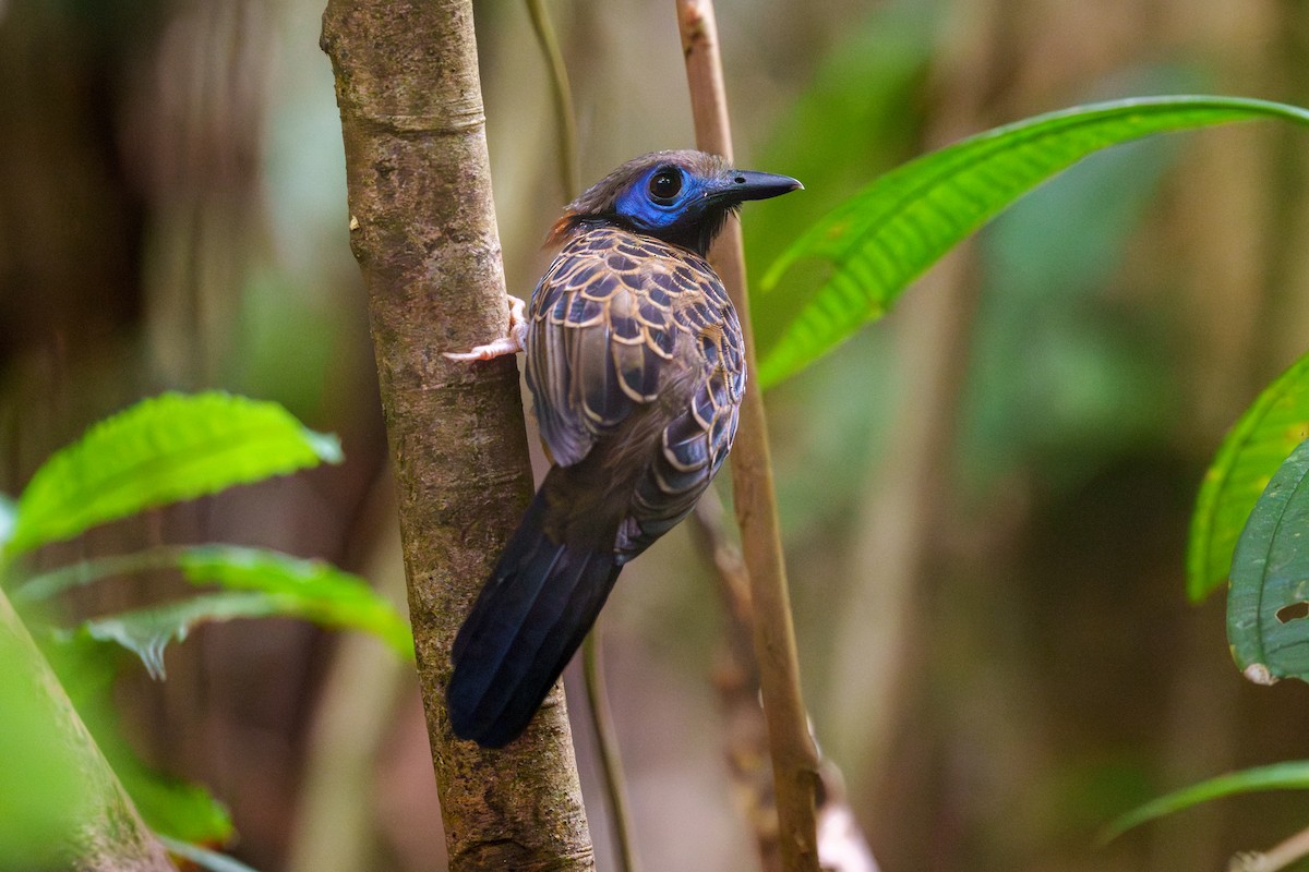 Ocellated Antbird - ML612949585