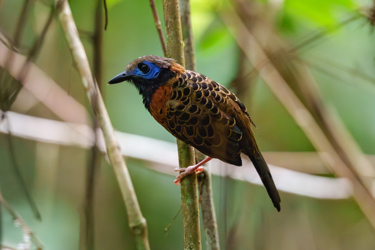 Ocellated Antbird - ML612949586