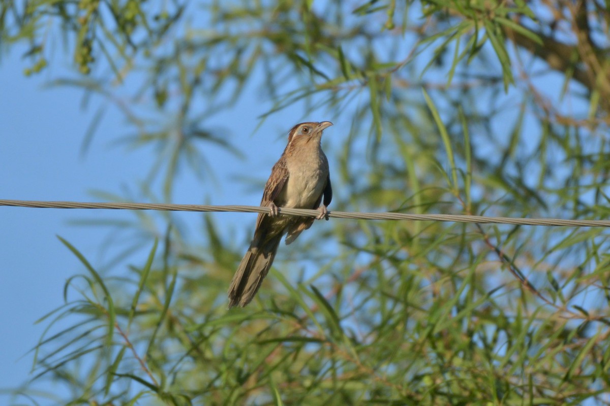 Striped Cuckoo - Júlio César Machado