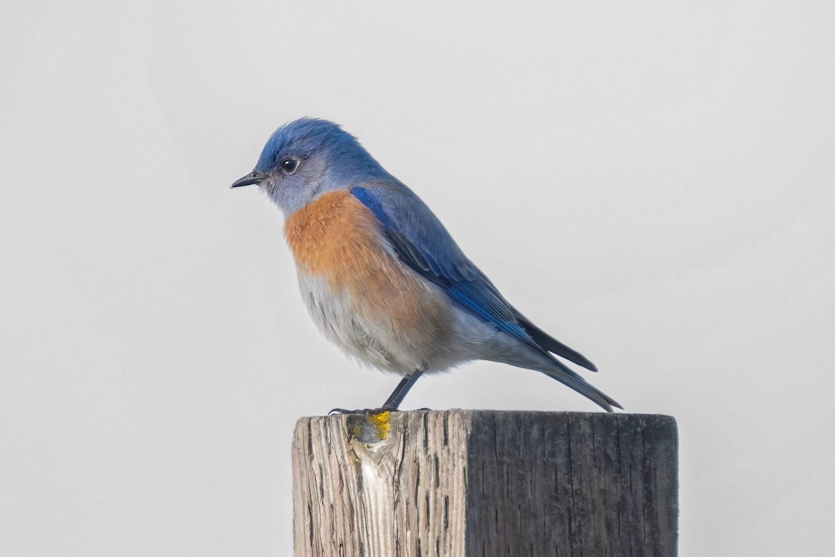 Western Bluebird - Neil Bjorklund