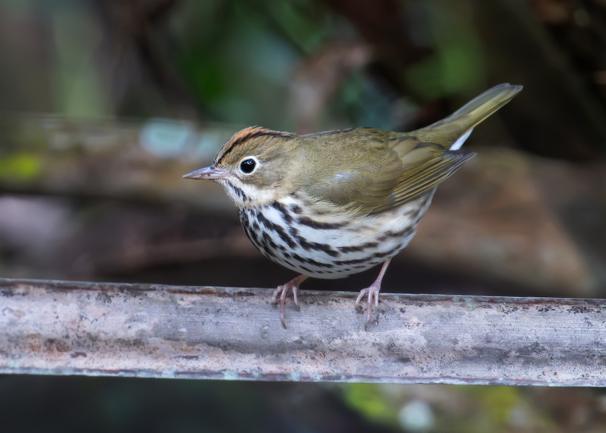 Ovenbird - ML612949729