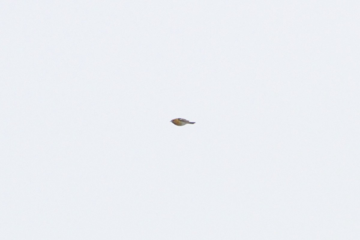 Bullock's Oriole - ML612949732