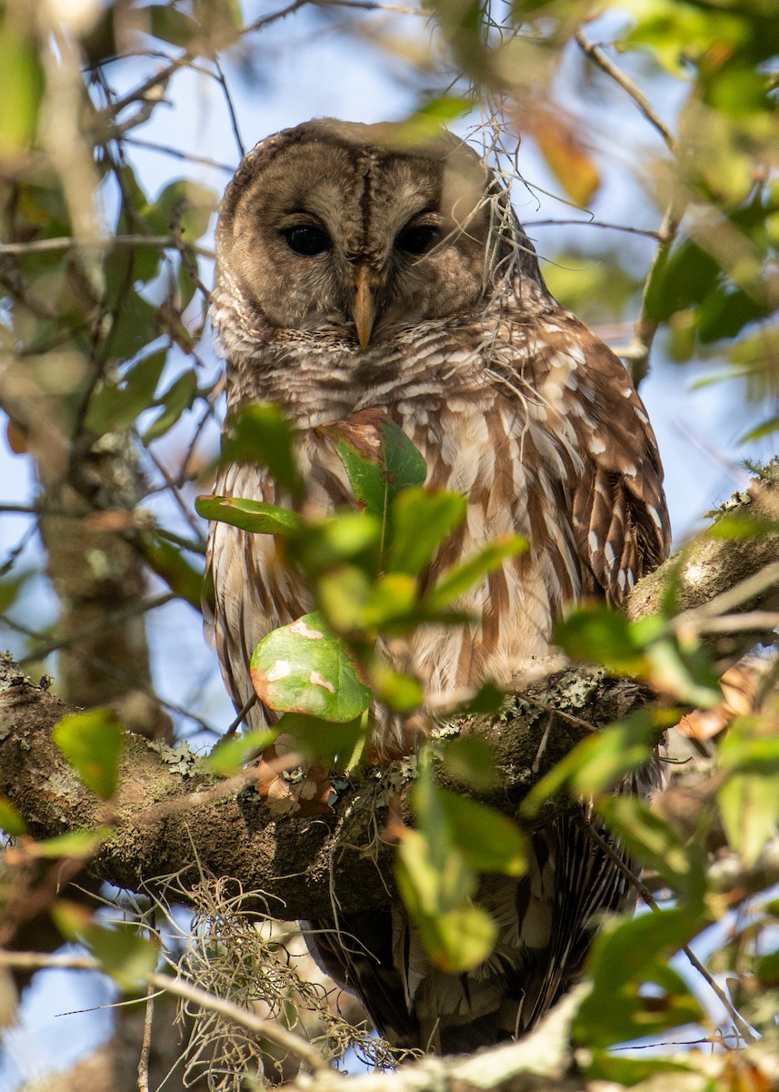 Barred Owl - ML612949748