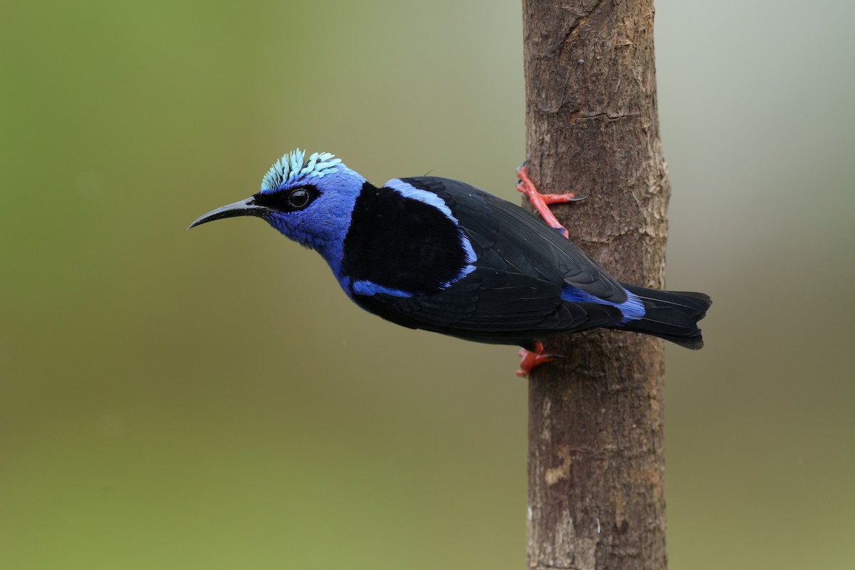 Red-legged Honeycreeper - Jeff Hapeman