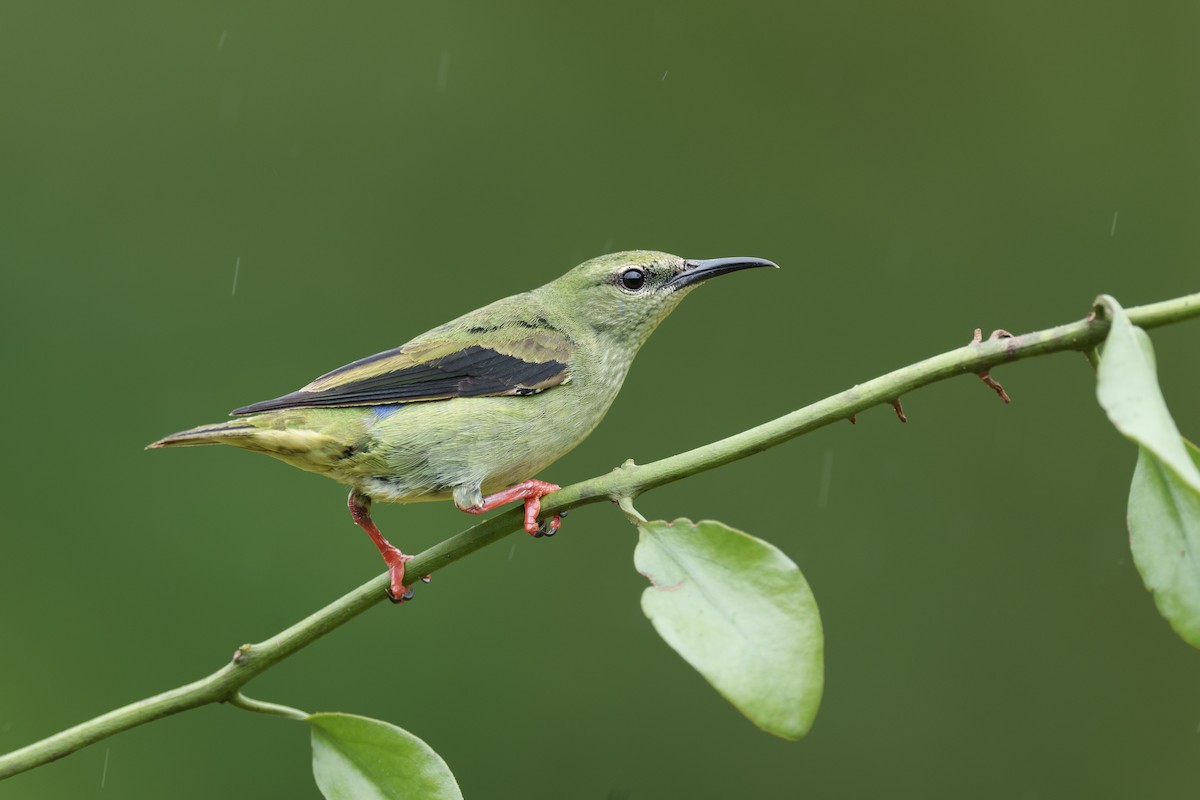 Red-legged Honeycreeper - ML612949780