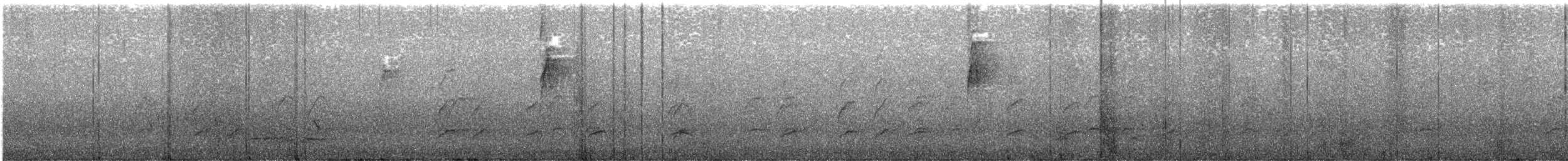 Тасманийскый радужник - ML612949832