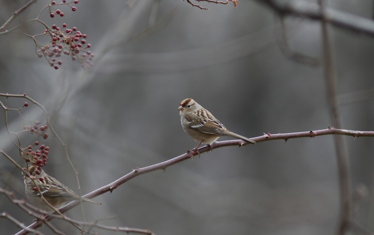 White-crowned Sparrow (Dark-lored) - ML612949835