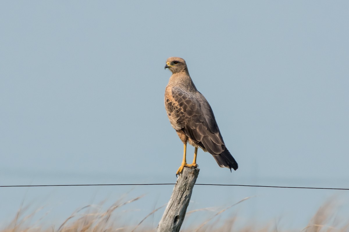 Savanna Hawk - Gerardo Serra