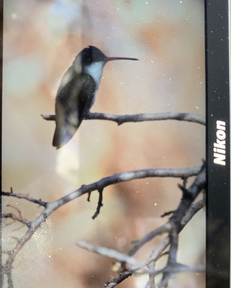 Violet-crowned Hummingbird - ML612949914