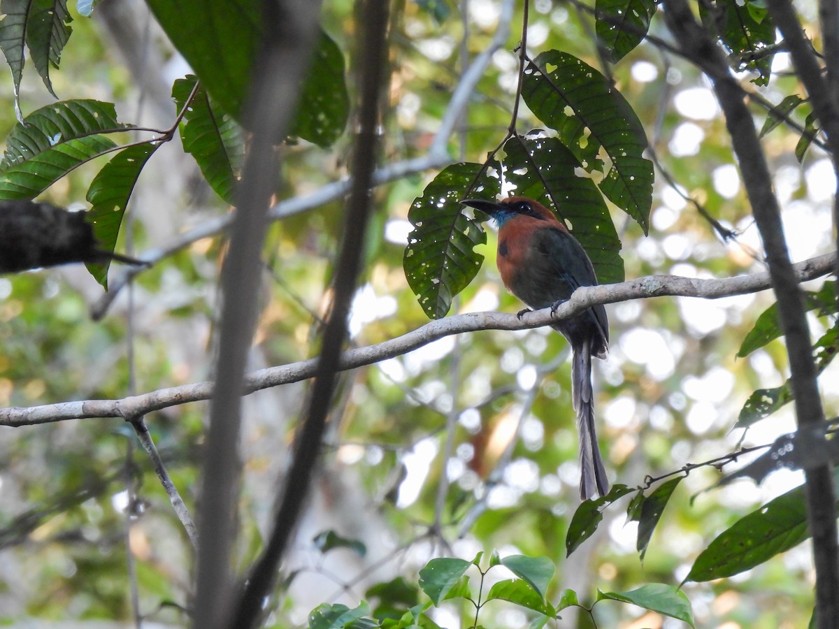 Motmot à bec large (groupe pyrrholaemum) - ML612949956