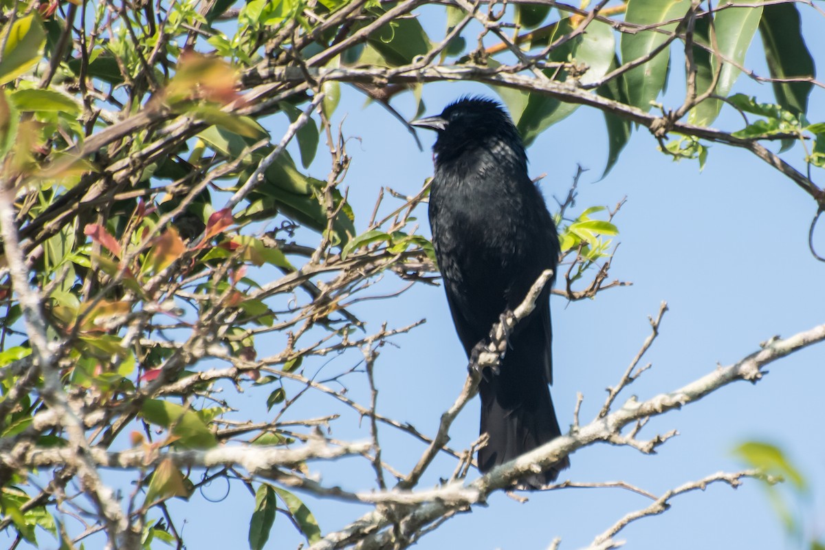 Chopi Blackbird - Gerardo Serra