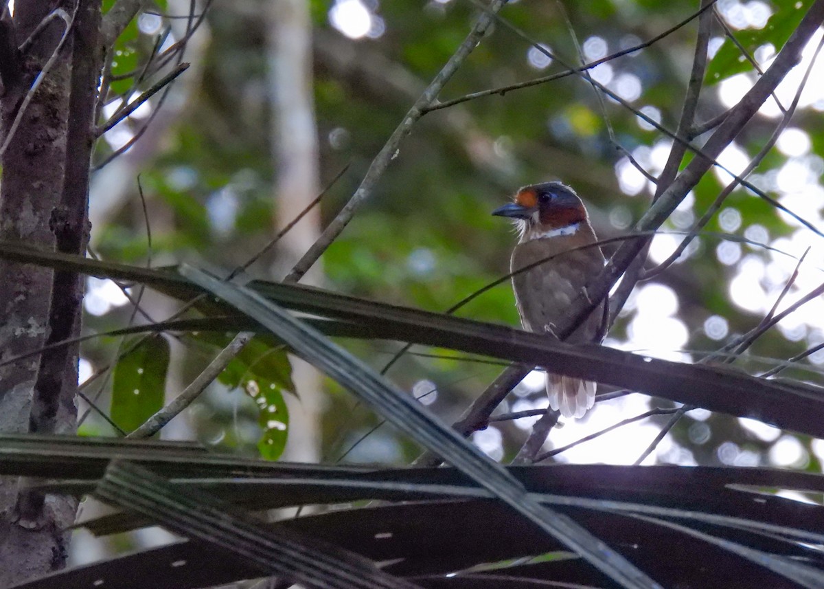 Rufous-necked Puffbird - ML612949972