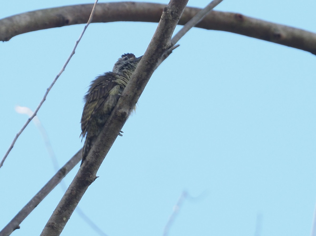 Speckle-breasted Woodpecker - Stephan Lorenz