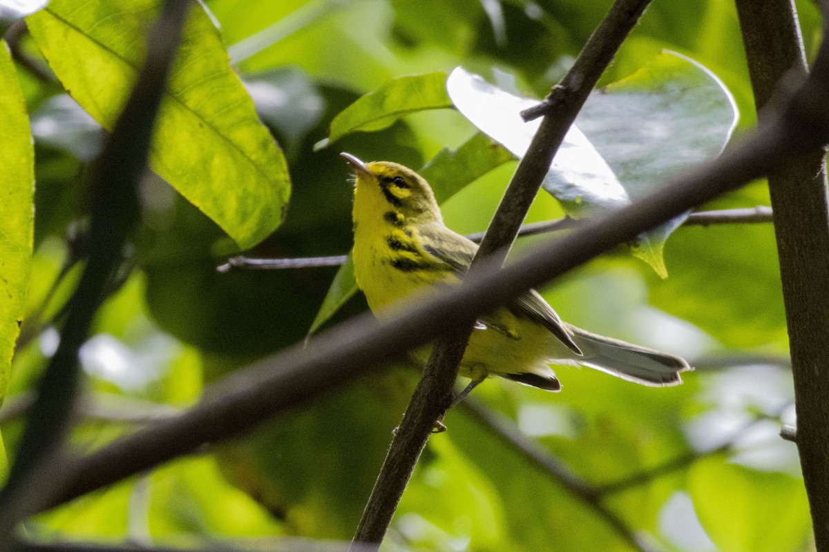 Prairie Warbler - ML612949995