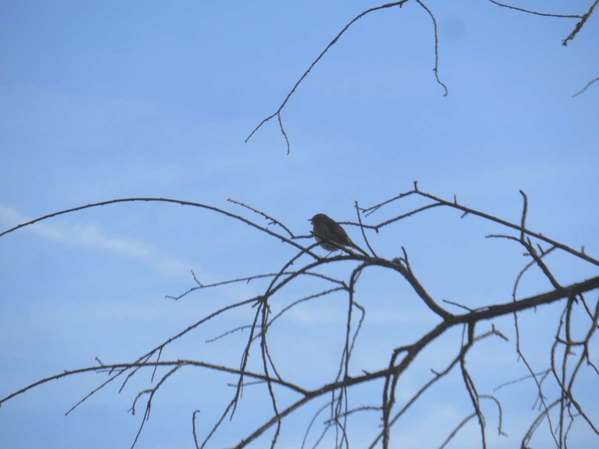 European Robin - ML612950041