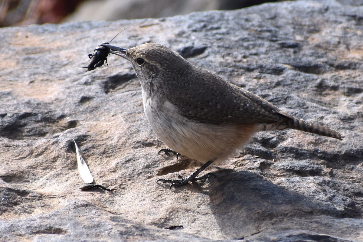 Troglodyte des rochers - ML612950062