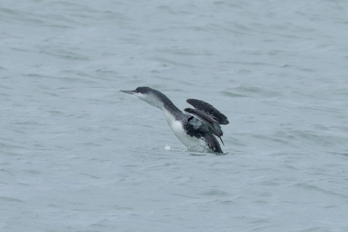 Red-throated Loon - Fred Grenier