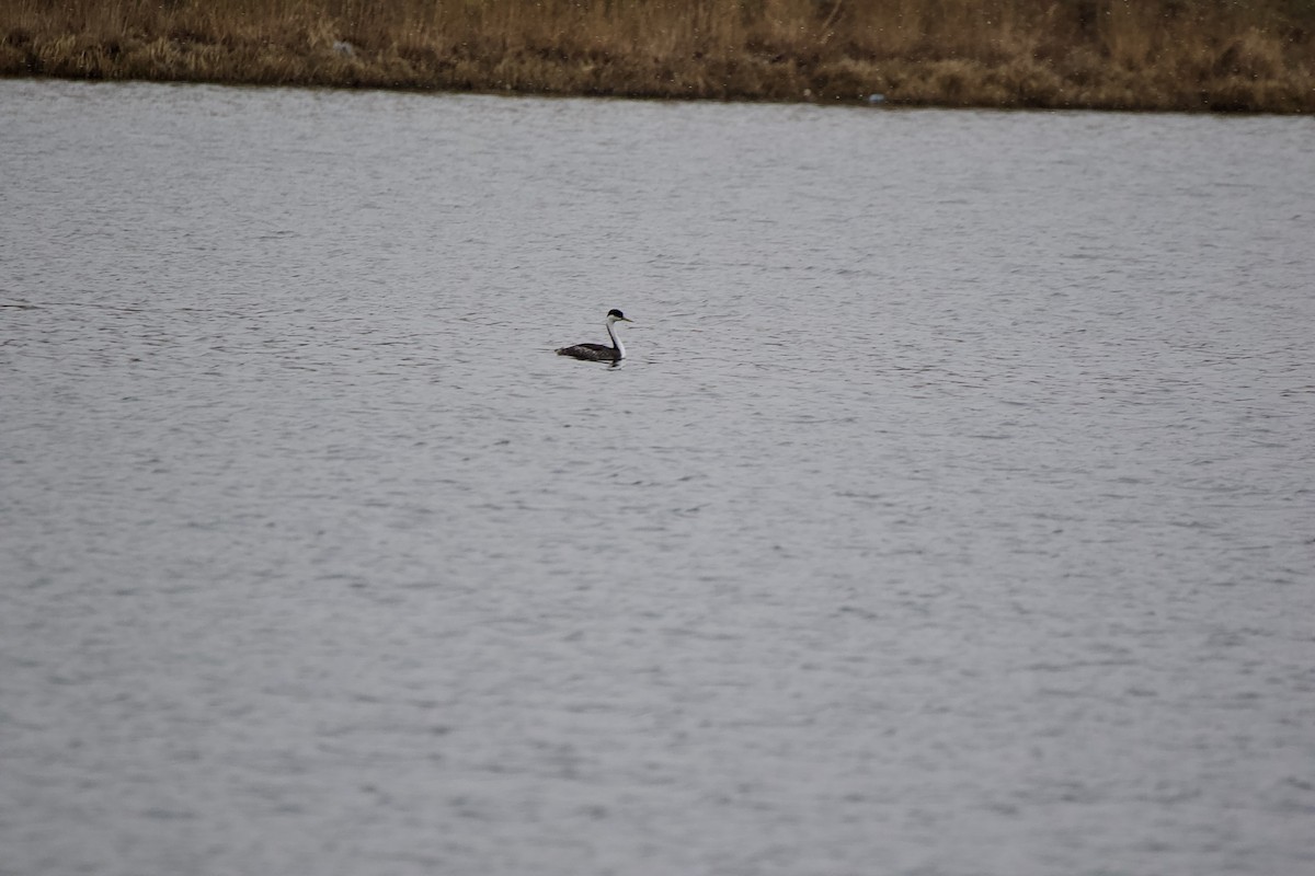 Western Grebe - ML612950067