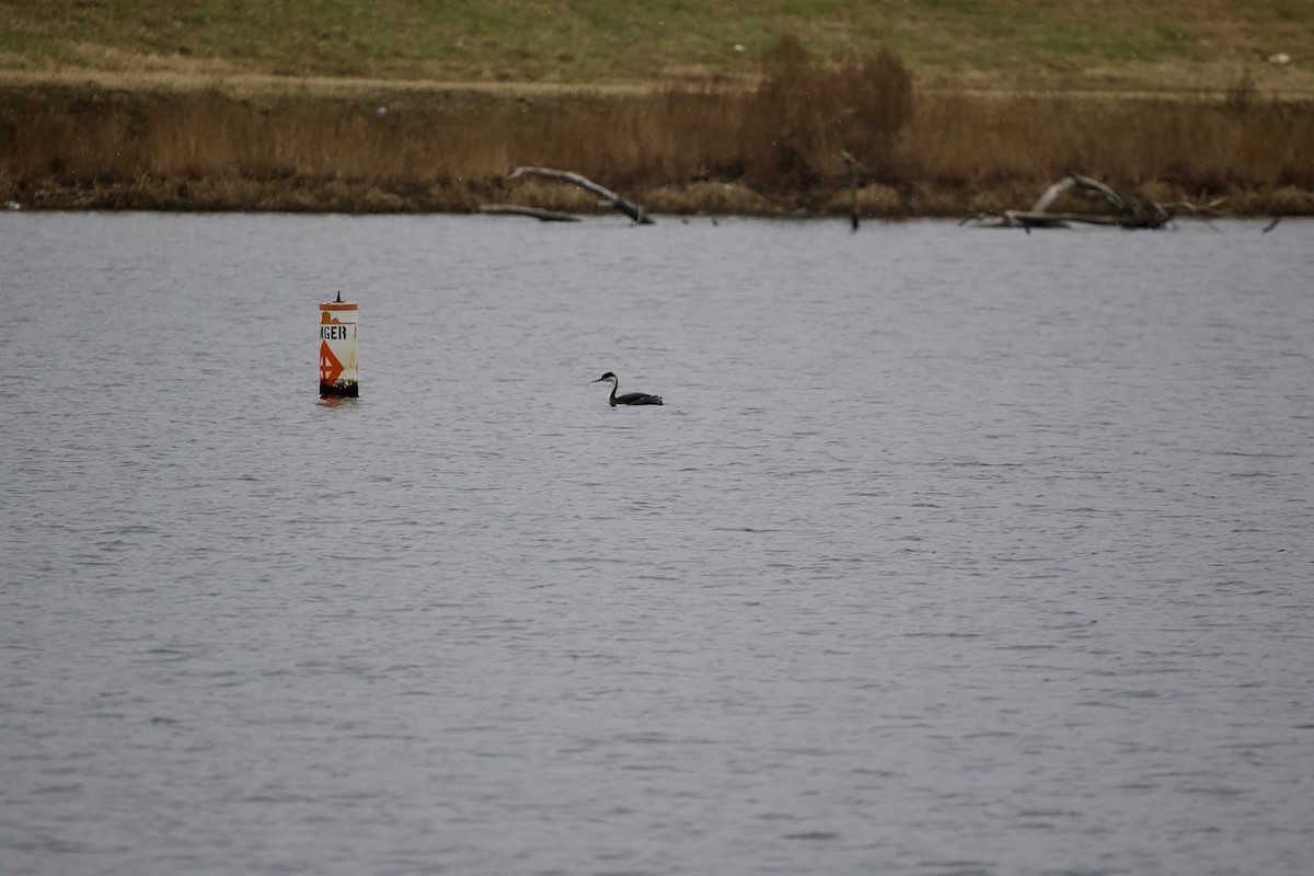 Western Grebe - ML612950079