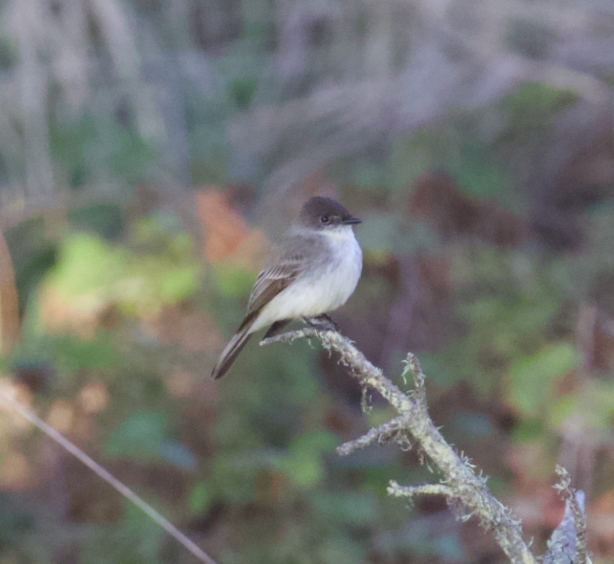 Eastern Phoebe - ML612950109