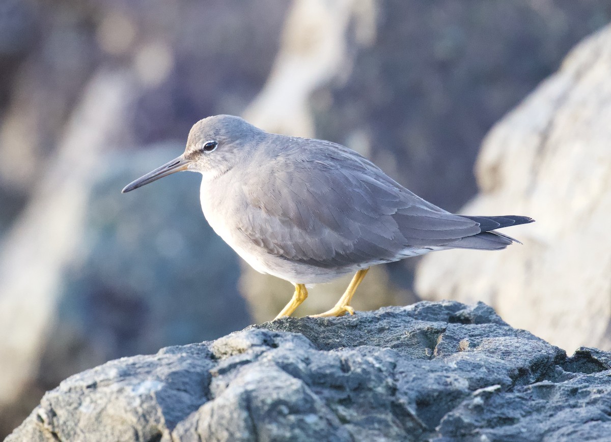 Wandering Tattler - ML612950219