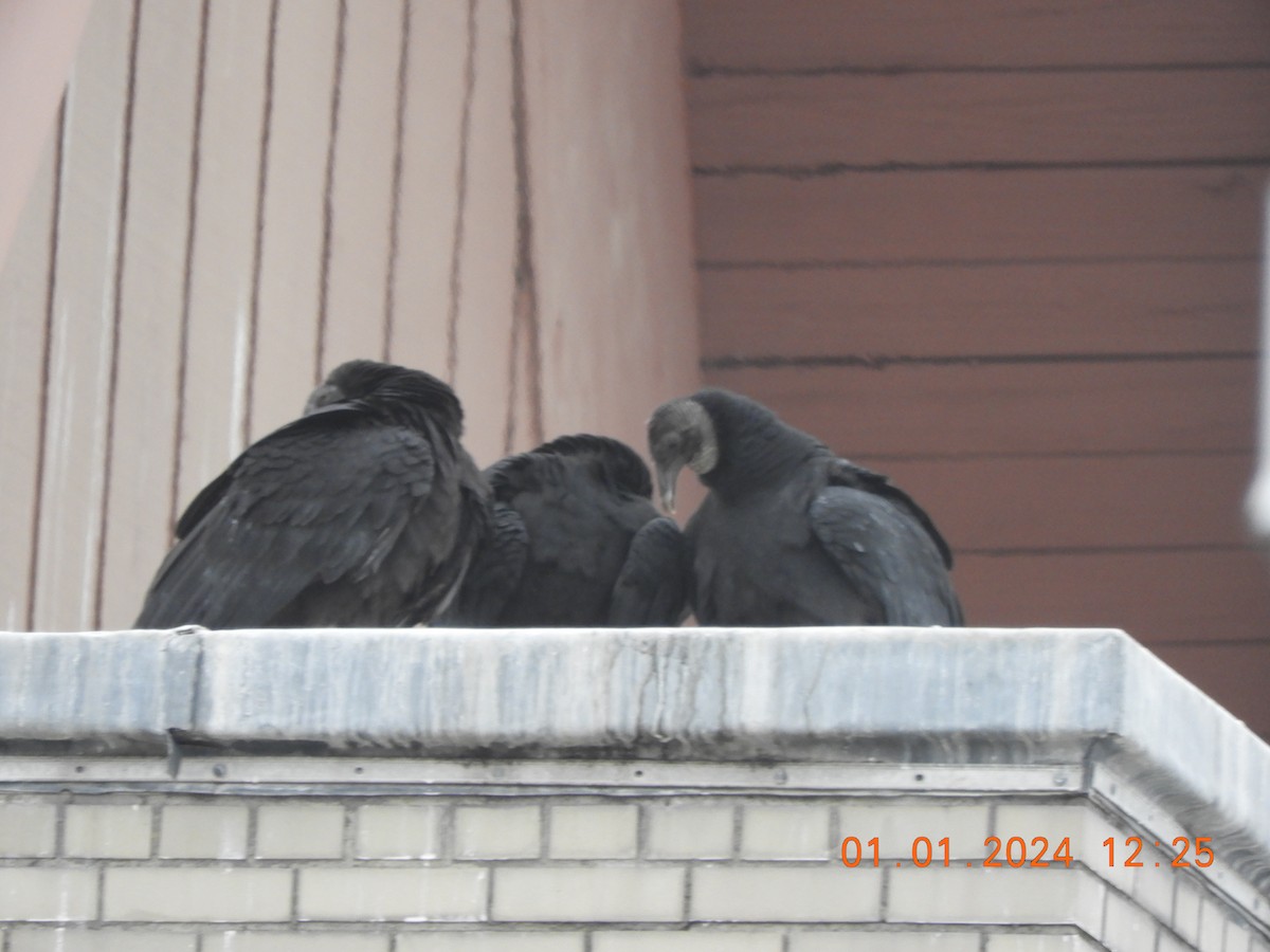 Black Vulture - ML612950224