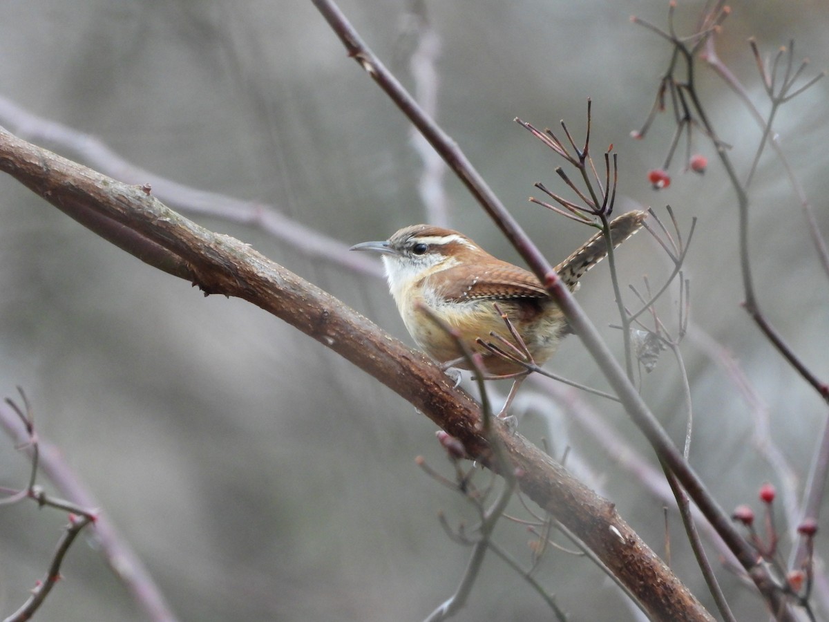 Carolina Wren - ML612950248