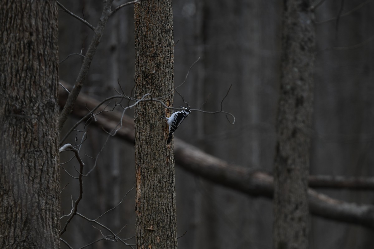 Hairy Woodpecker - joe demko