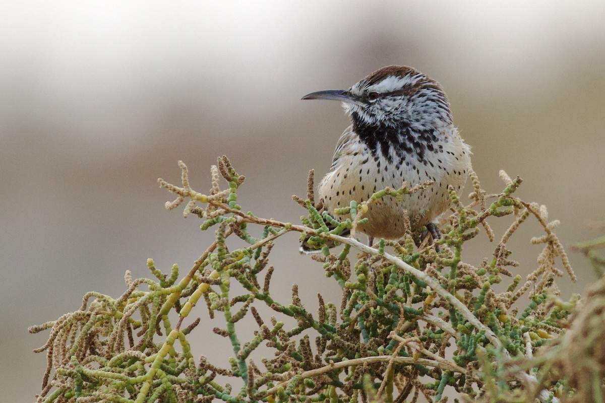 Cactus Wren - ML612950278