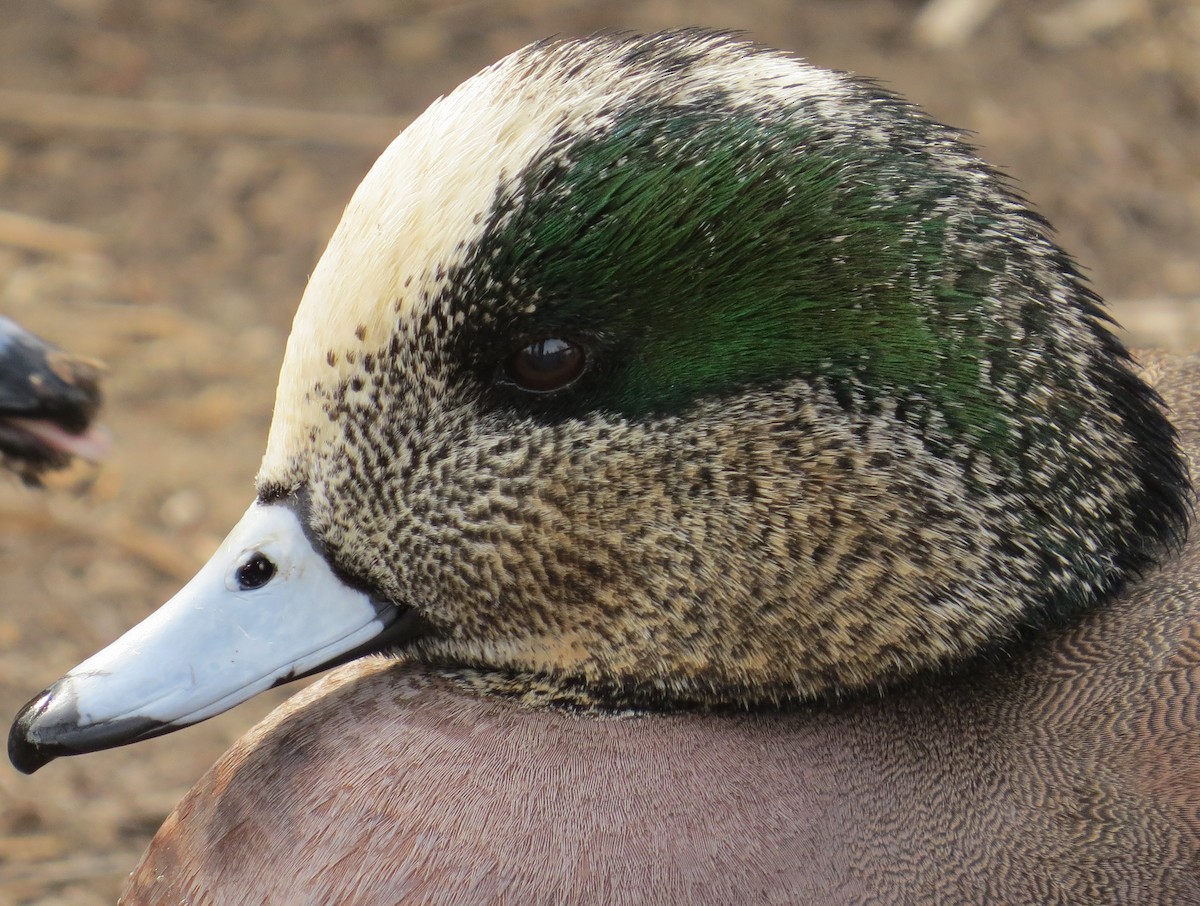 American Wigeon - ML612950307